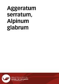 Aggeratum serratum, Alpinum glabrum