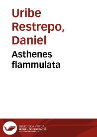 Asthenes flammulata