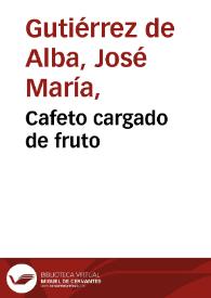 Cafeto cargado de fruto | Biblioteca Virtual Miguel de Cervantes