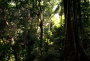 Selva Lacandona en Chiapas, México. Fuente: Manuel Rodríguez Villegas (Wikipedia)