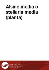 Alsine media o stellaria media (planta)