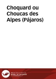 Choquard ou Choucas des Alpes (Pájaros)
