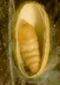 Una industria primorosa [Sobre la seda de Orihuela. Alicante]