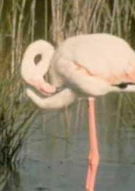 Salinas de Santapola